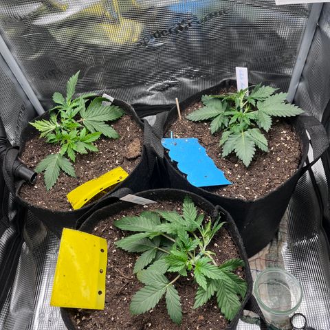 „Blue“ Ivy  growlog timeline photo
