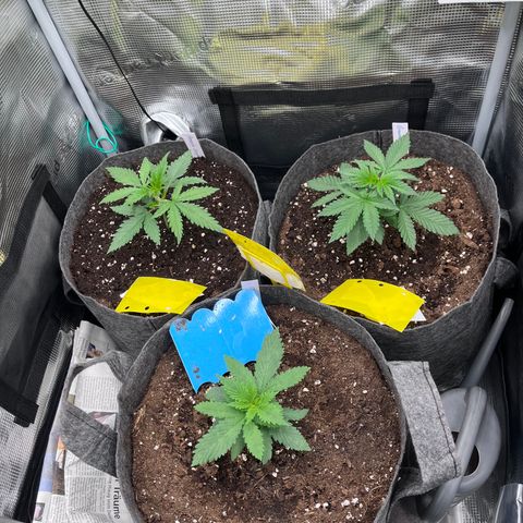 „Pink“ Penny growlog timeline photo