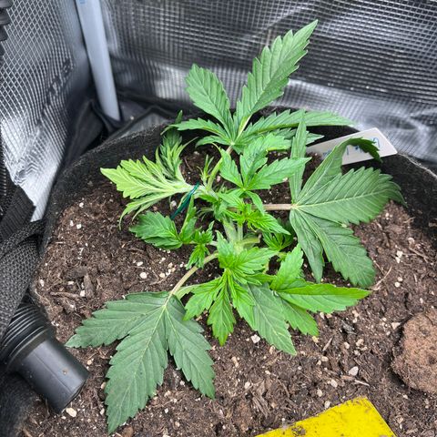„White“ Lillith growlog timeline photo