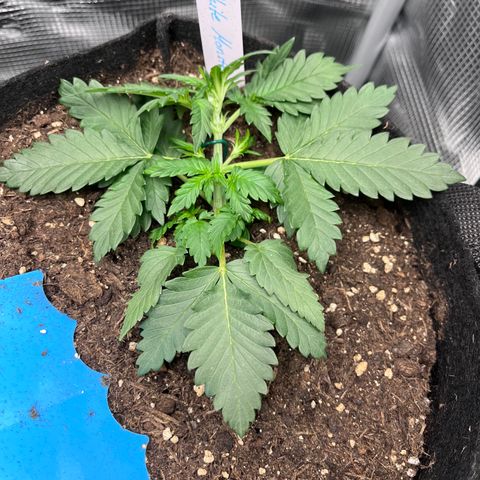 „Silver“ Shiva growlog timeline photo