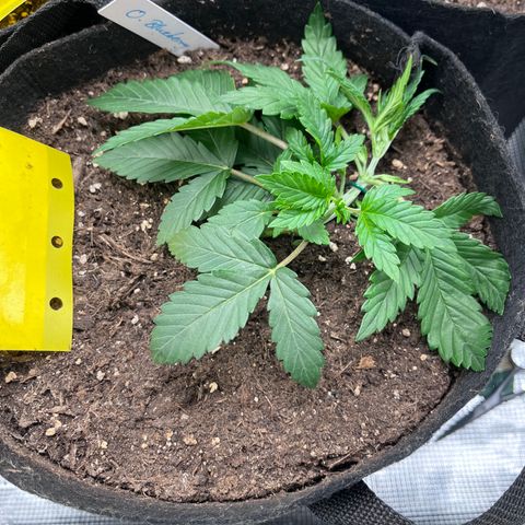 „Blue“ Ivy  growlog timeline photo