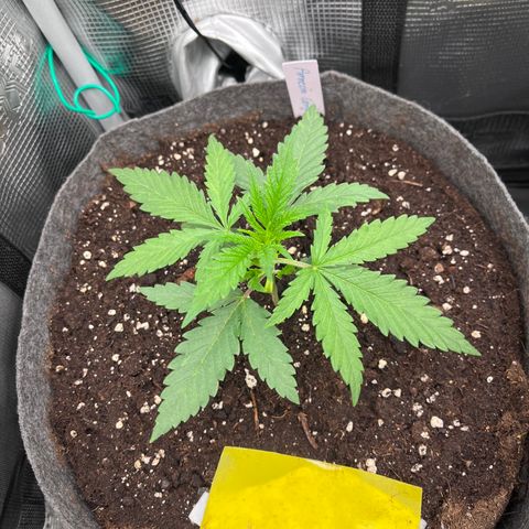 „Green“ Amy growlog timeline photo