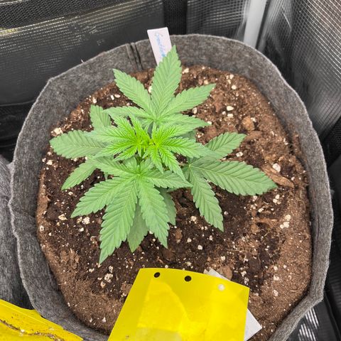 „Pink“ Penny growlog timeline photo