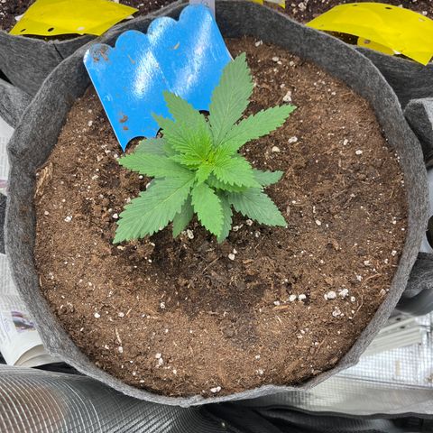 „Poison“ Lady growlog timeline photo