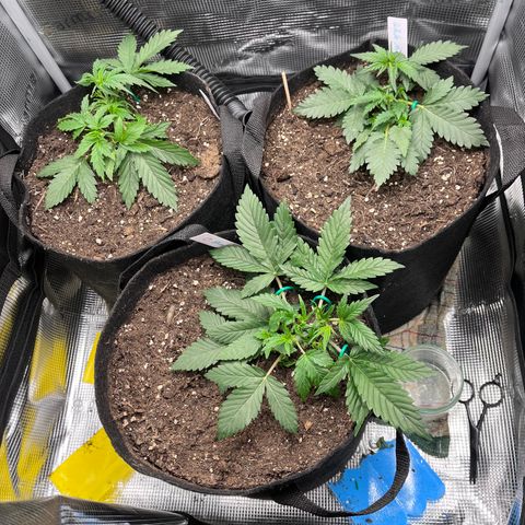 „Blue“ Ivy  growlog timeline photo