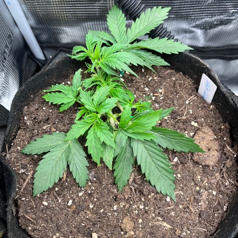 „White“ Lillith growlog timeline photo