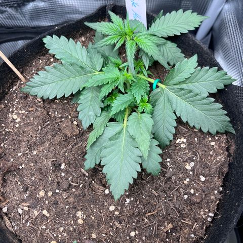 „Silver“ Shiva growlog timeline photo