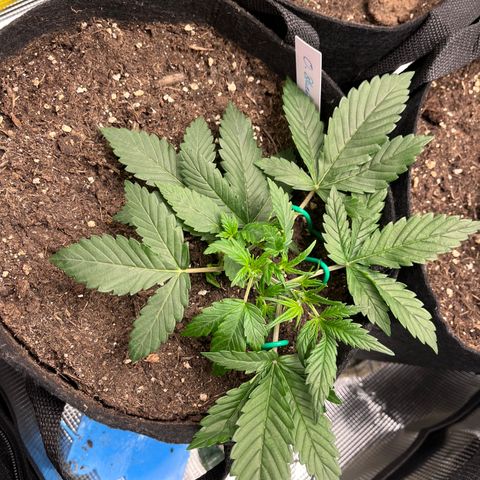 „Blue“ Ivy  growlog timeline photo