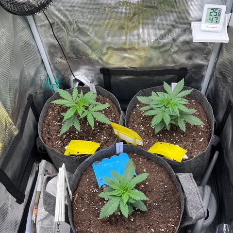 „Pink“ Penny growlog timeline photo