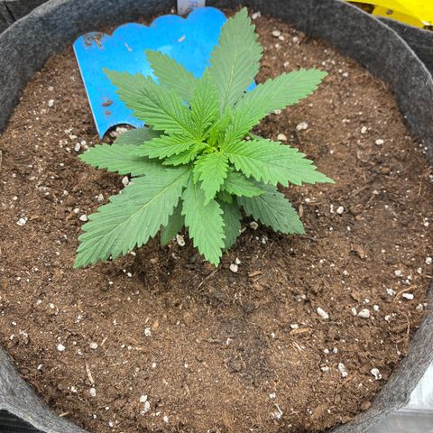 „Poison“ Lady growlog timeline photo