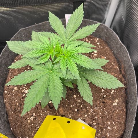 „Pink“ Penny growlog timeline photo