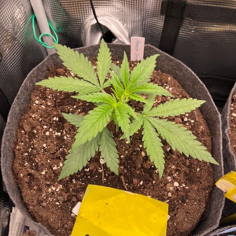 „Green“ Amy growlog timeline photo