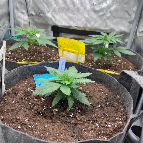 „Pink“ Penny growlog timeline photo