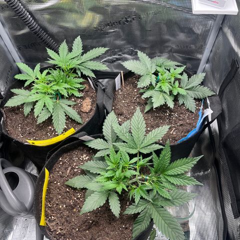„Blue“ Ivy  growlog timeline photo