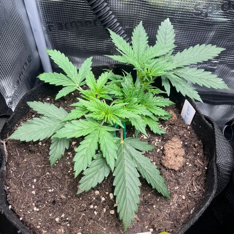„White“ Lillith growlog timeline photo
