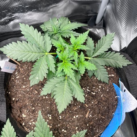 „Silver“ Shiva growlog timeline photo