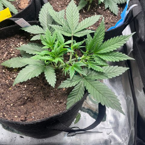 „Blue“ Ivy  growlog timeline photo