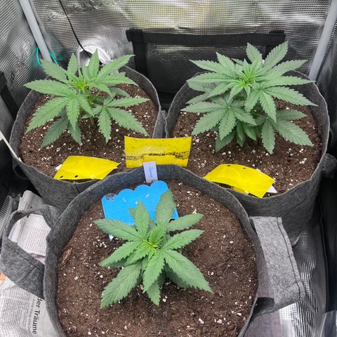 „Pink“ Penny growlog timeline photo