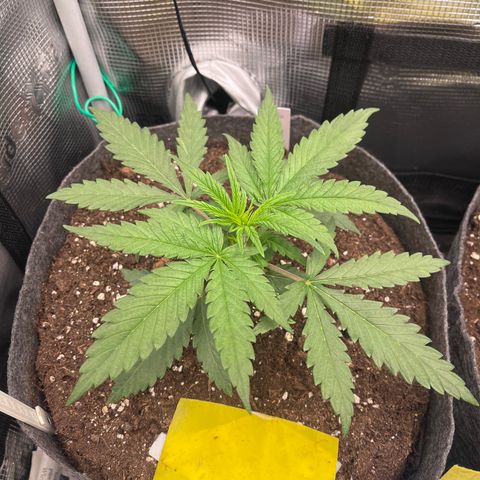 „Green“ Amy growlog timeline photo