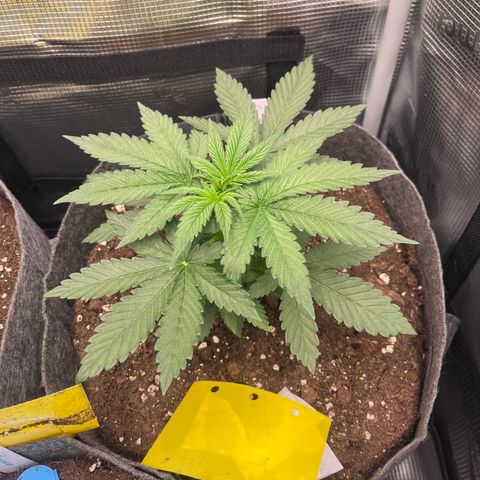 „Pink“ Penny growlog timeline photo