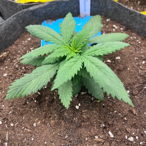 „Poison“ Lady growlog timeline photo