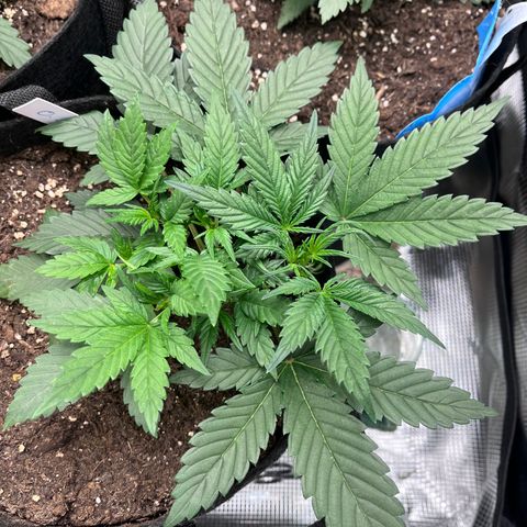 „Blue“ Ivy  growlog timeline photo