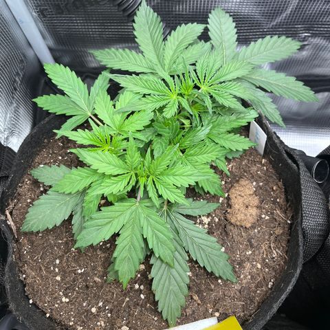 „White“ Lillith growlog timeline photo