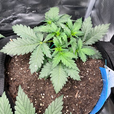 „Silver“ Shiva growlog timeline photo