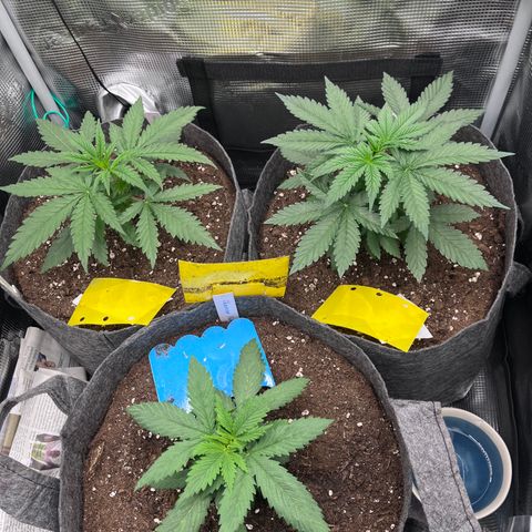 „Pink“ Penny growlog timeline photo