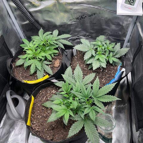 „Blue“ Ivy  growlog timeline photo