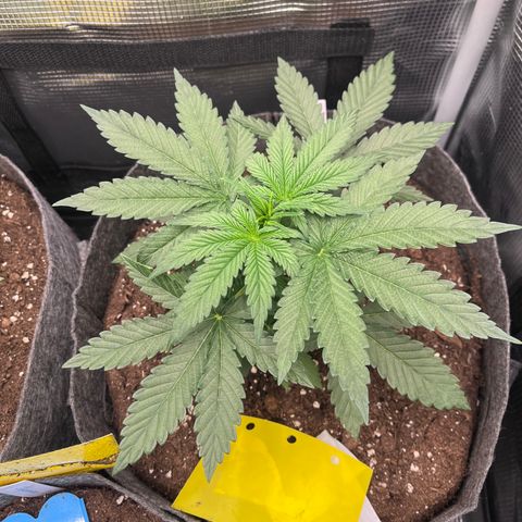 „Pink“ Penny growlog timeline photo