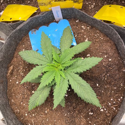 „Poison“ Lady growlog timeline photo