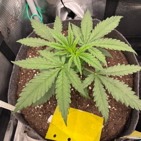 „Green“ Amy growlog timeline photo