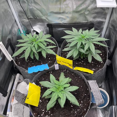 „Pink“ Penny growlog timeline photo