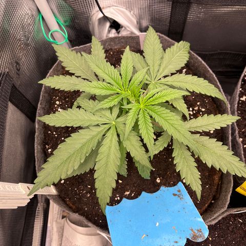 „Green“ Amy growlog timeline photo