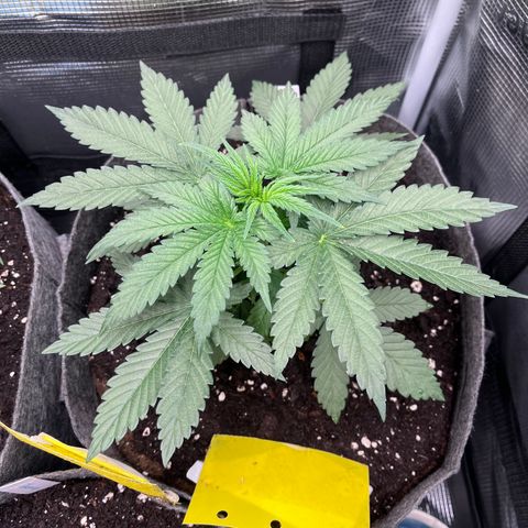 „Pink“ Penny growlog timeline photo
