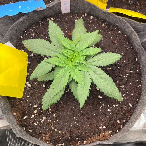 „Poison“ Lady growlog timeline photo