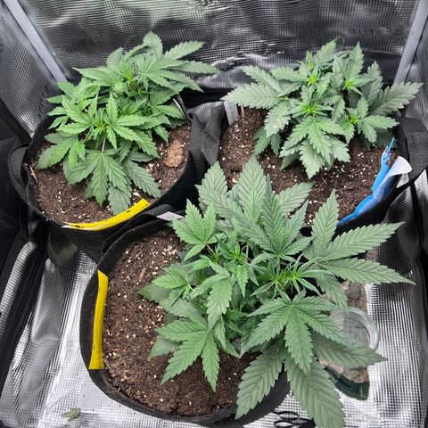 „Blue“ Ivy  growlog timeline photo