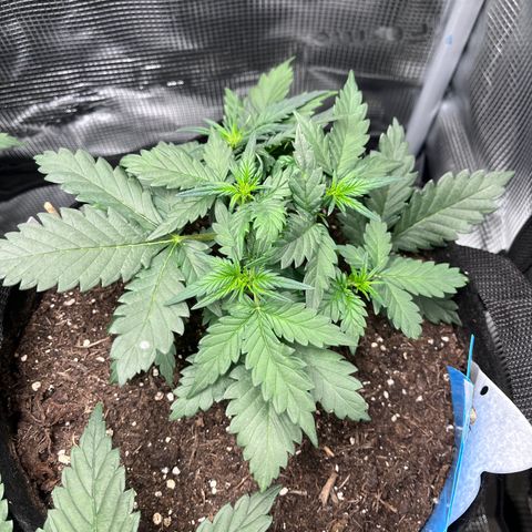 „Silver“ Shiva growlog timeline photo