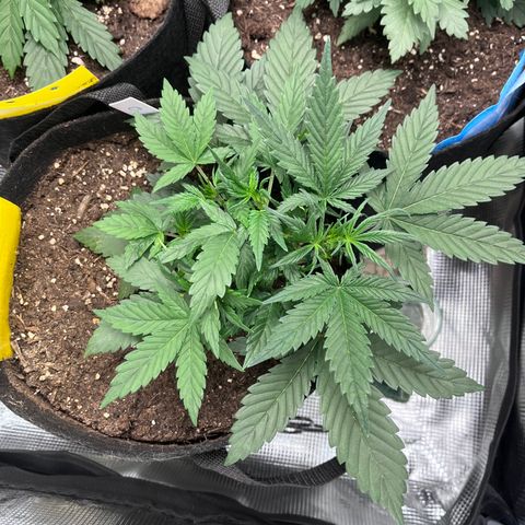 „Blue“ Ivy  growlog timeline photo