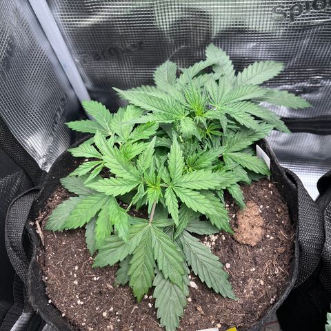 „White“ Lillith growlog timeline photo