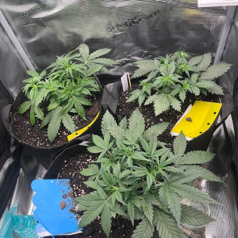 „Blue“ Ivy  growlog timeline photo