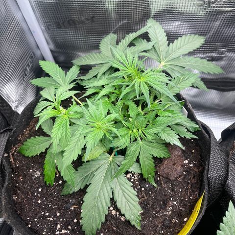 „White“ Lillith growlog timeline photo