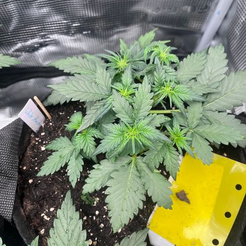 „Silver“ Shiva growlog timeline photo