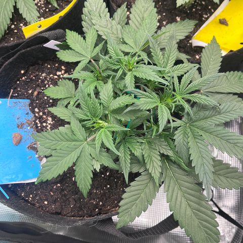 „Blue“ Ivy  growlog timeline photo