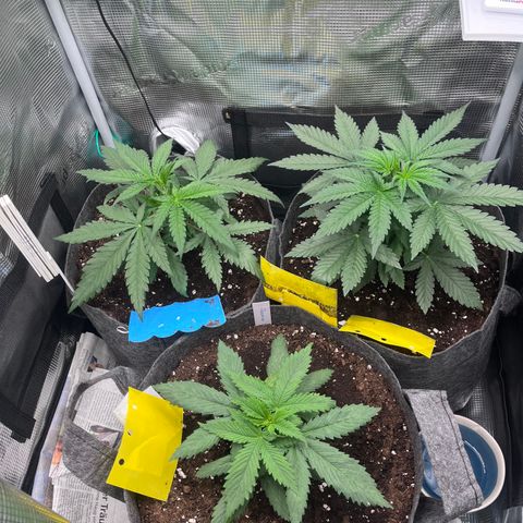 „Pink“ Penny growlog timeline photo