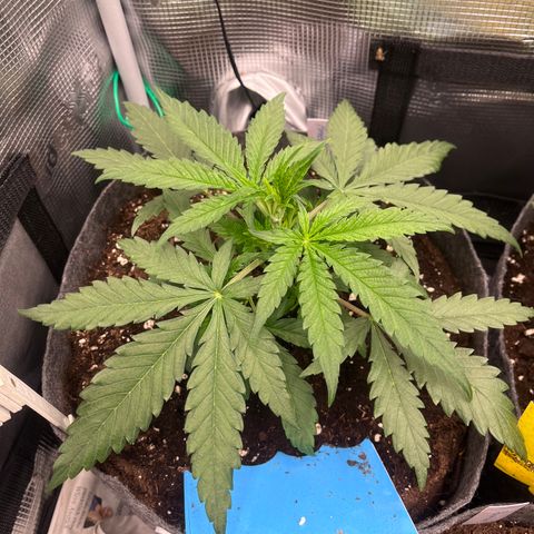 „Green“ Amy growlog timeline photo
