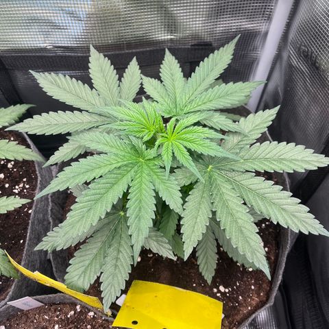 „Pink“ Penny growlog timeline photo