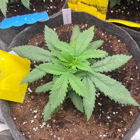 „Poison“ Lady growlog timeline photo