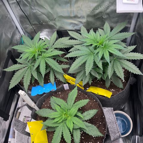 „Pink“ Penny growlog timeline photo